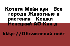 Котята Мейн кун - Все города Животные и растения » Кошки   . Ненецкий АО,Кия д.